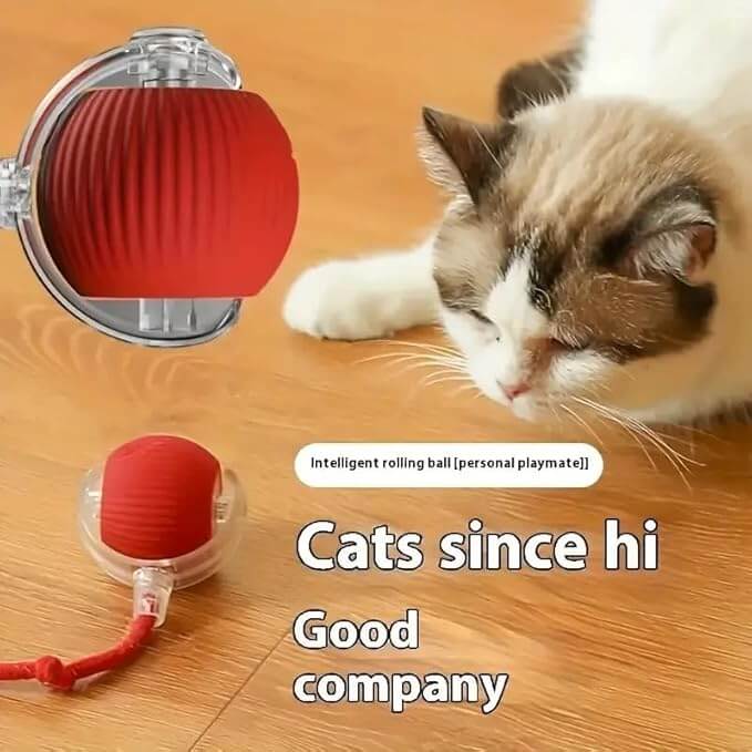 Cat Toy - Cat Toys for Indoor Cats Smart Chewy Viral Rolling Ball with Tail, Bird Sound, USB Rechargeable Automatic Rotating Ball - Wuflly